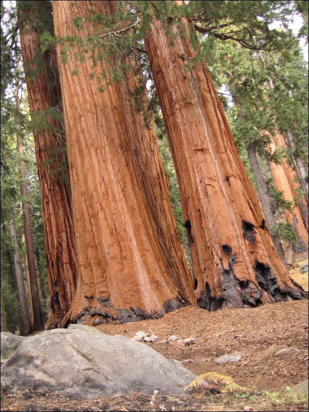 2006-11-04 Fresno Dome (26) Trees